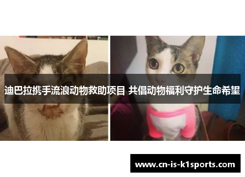 迪巴拉携手流浪动物救助项目 共倡动物福利守护生命希望